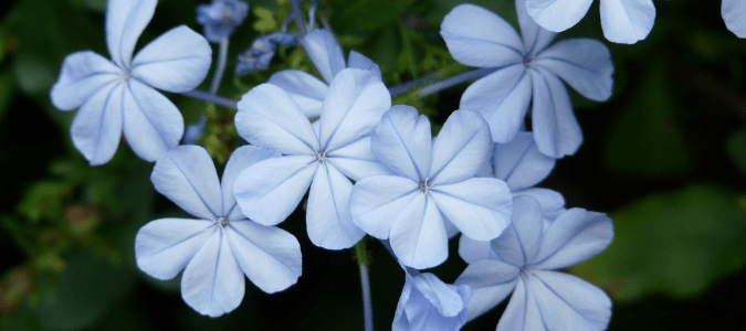 Best plants to grow in Texas - plumbago plant