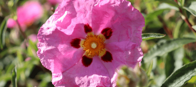 Best Flowers for the Texas Heat - rock rose plant