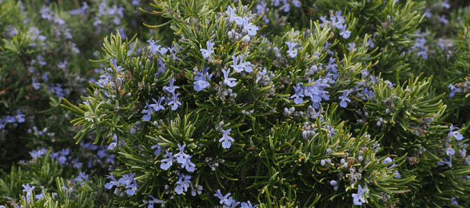 A rosemary plant