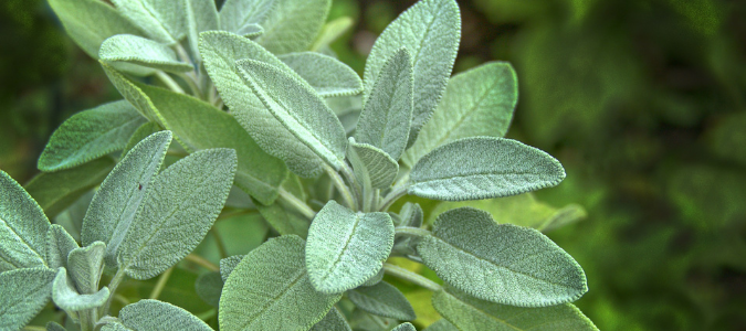 A sage plant