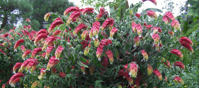 A shrimp plant