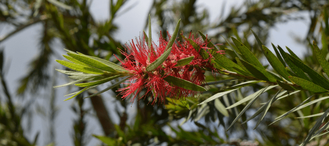Texas flowing shrubs