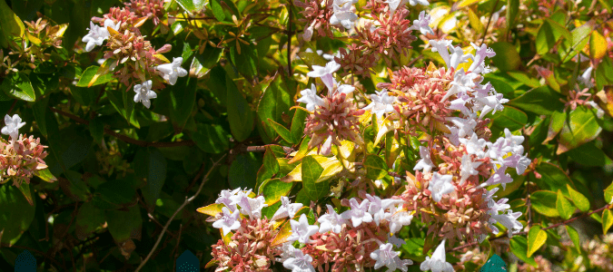 A glossy abelia shrub