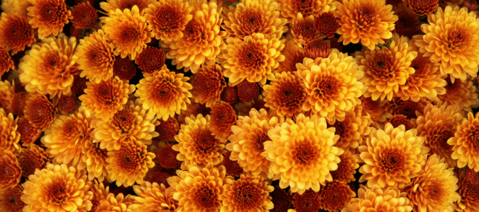 Chrysanthemums in Texas