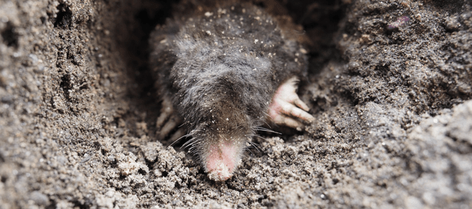 Eastern mole facts