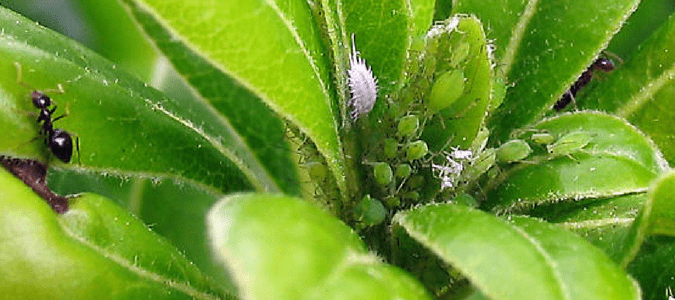 Mealybug life cycle