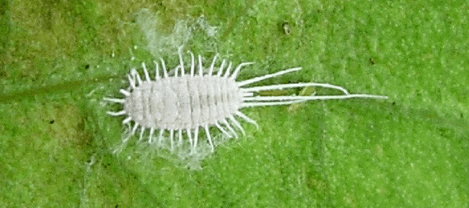 mealybugs