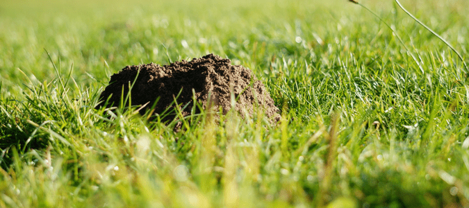 Moles in Texas yards