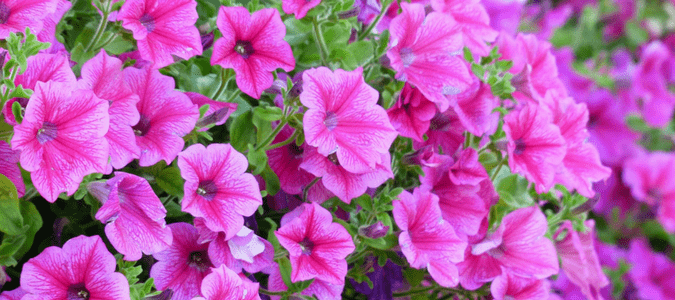 Petunias in Texas