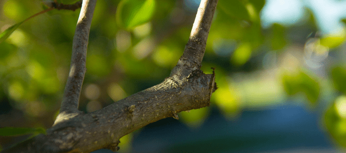 Proper pruning techniques