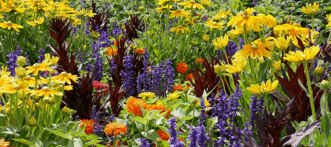 Texas garden flowers