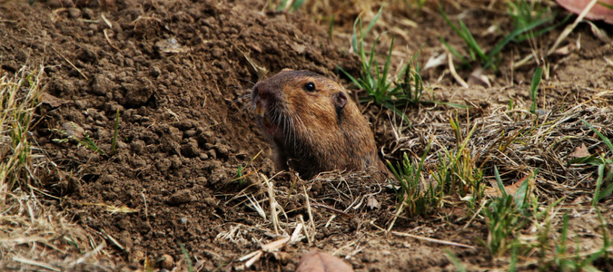 Texas gopher