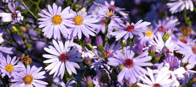 What flowers to plant in the fall in Texas