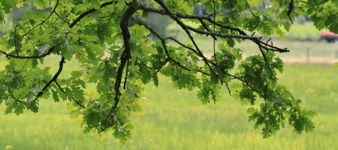 best time to prune trees in Texas