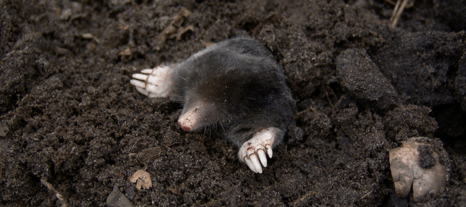 moles in Texas