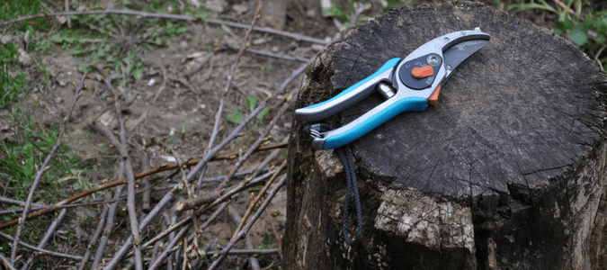 trimming oak tree branches