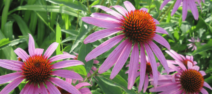 Best perennials Houston