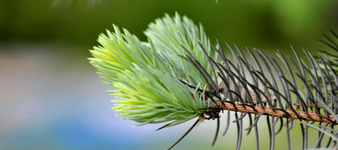 Christmas Tree Pests