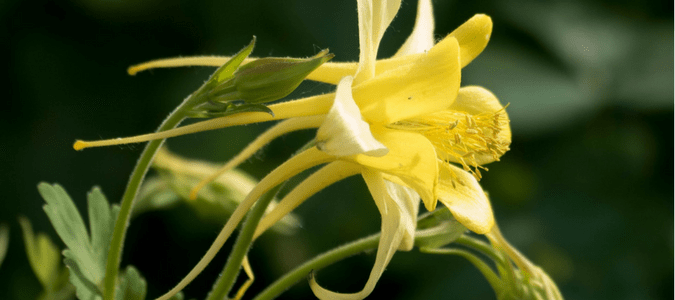 Texas Native Flowers