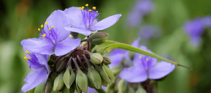 Texas winter flowers