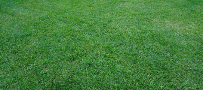 Will Lawn Fungus Go Away on Its Own