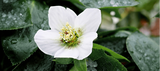 Winter Flowering Perennials