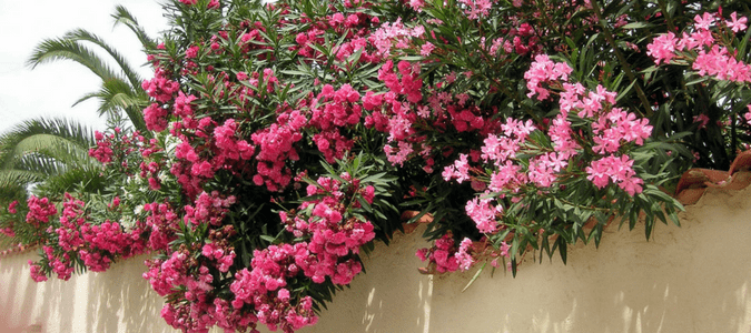 salt tolerant shrubs