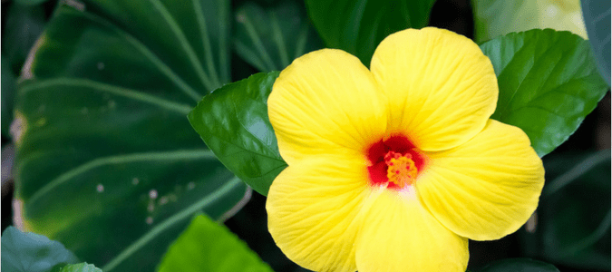 salt tolerant tropical plants