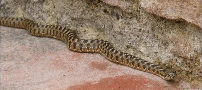 Broad Banded Water Snake