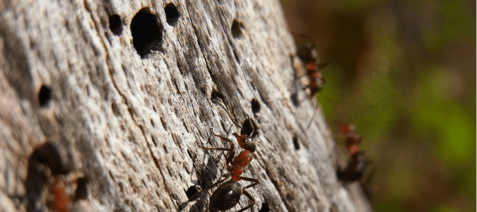 Carpenter Ants Identification