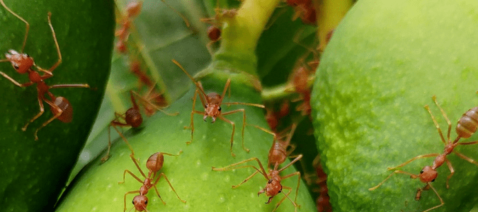 Carpenter ants vs fire ants