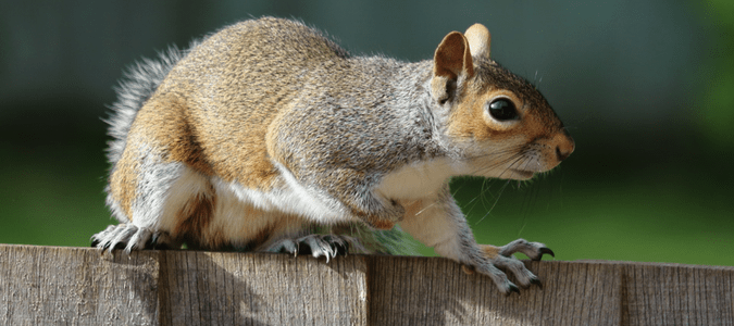 Repelling Squirrels