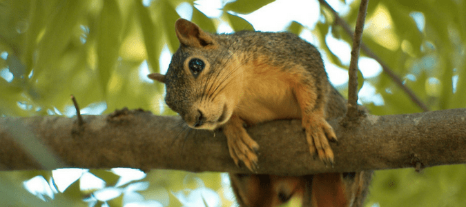 Squirrel removal tips