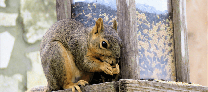 Stop Squirrels From Eating Bird Food