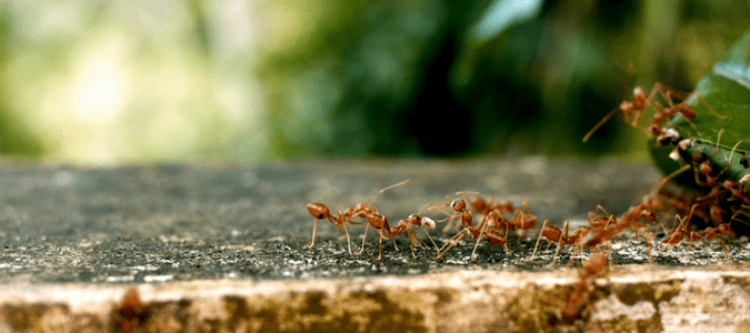 Types of Ants That Bite