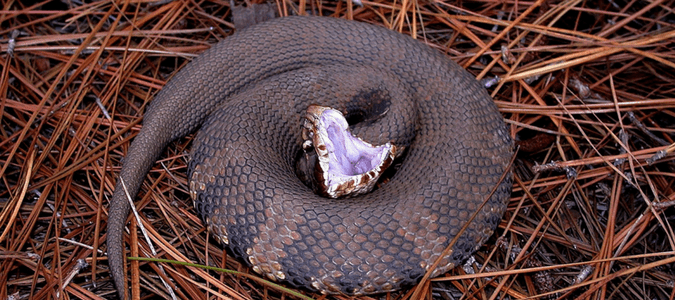 Water Snake vs Water Moccasin