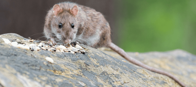 rats and mice facts