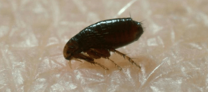 how long can flea eggs lay dormant