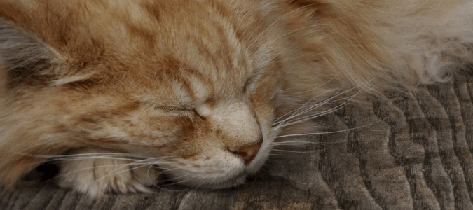 Apple cider vinegar for fleas