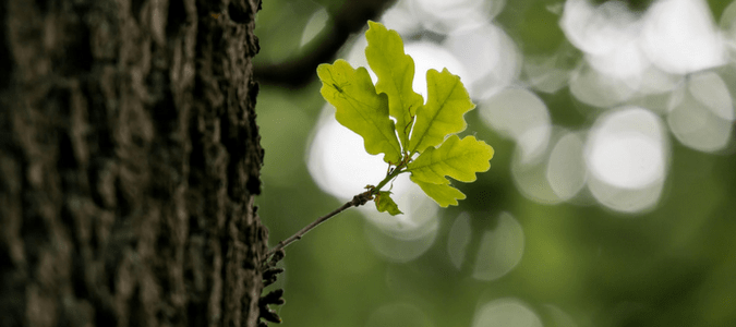 Are oak leaves acidic