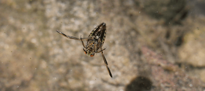 Backswimmer bugs