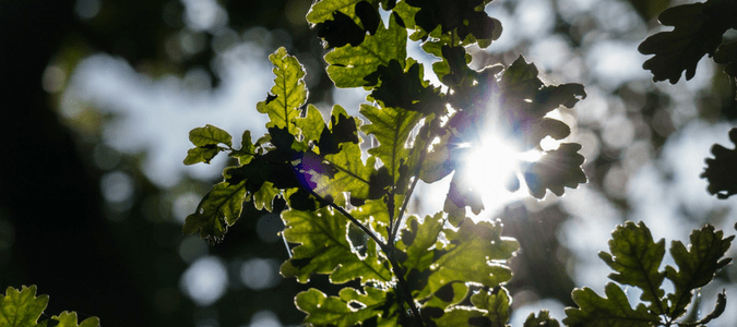 Composting live oak leaves