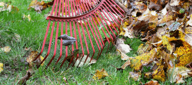 Composting oak leaves