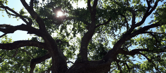 Fastest growing shade trees Texas