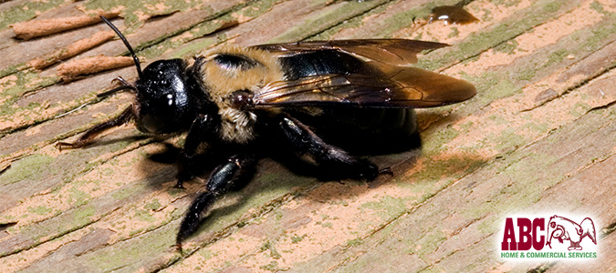 Carpenter bees warning signs and solutions