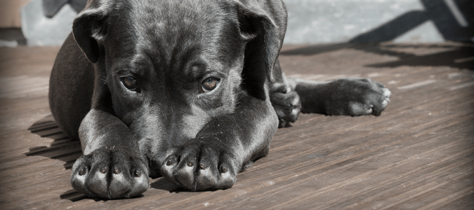 Home remedies for dog fleas