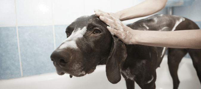 Homemade flea shampoo