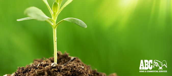 How Plant Probiotics Promote Soil and Plant Growth