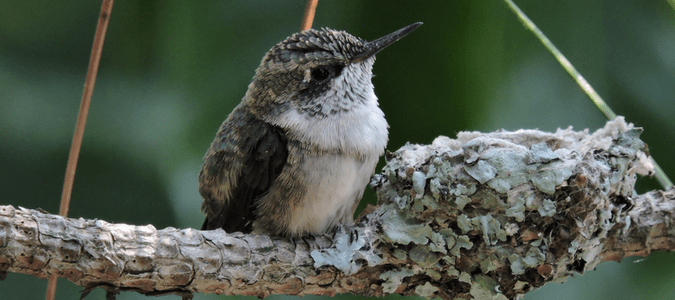 How to attract hummingbirds to nest