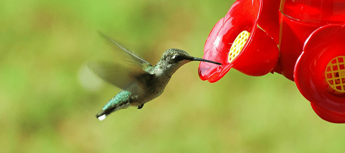 Hummingbirds in Texas